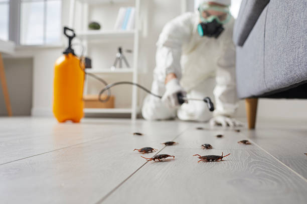 Post-Treatment Bed Bug Interceptor Monitoring in University Heights